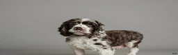 Cockapoo dogs for sale: Snickers - Ad 6