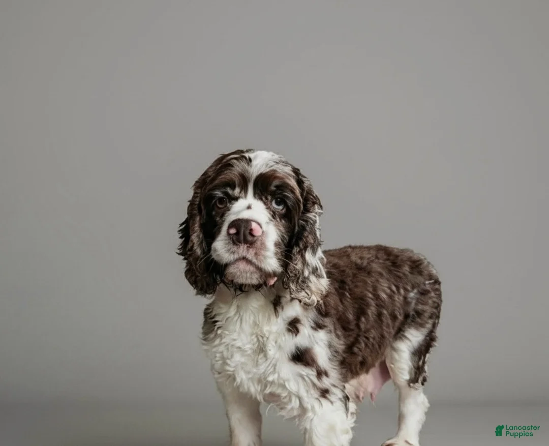 Cockapoo dogs for sale: Snickers - Ad 6