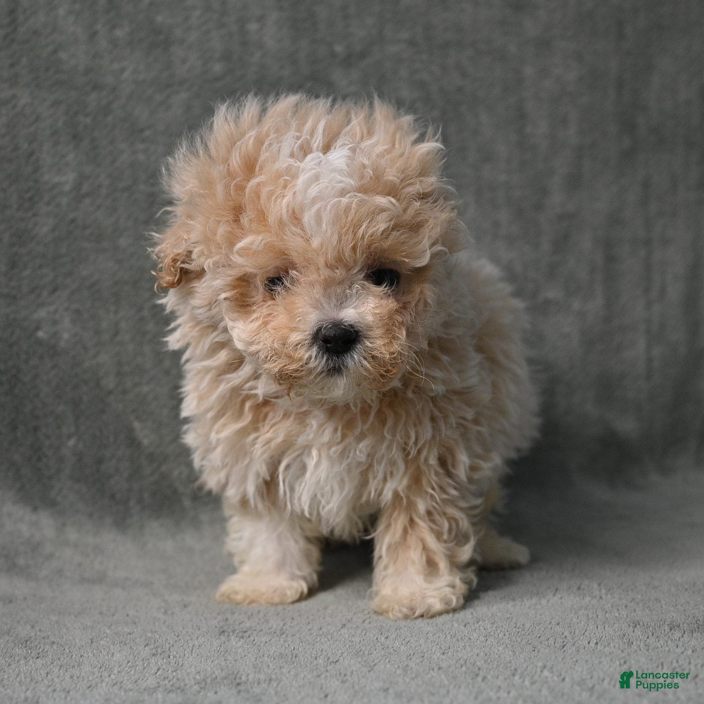Maltipoo dogs for sale: Maltipoo 1 - Ad 10