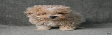 Maltipoo 1