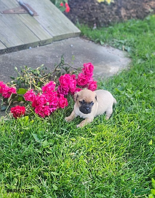 Mixed Breed dogs for sale: Kaitlyn - Ad 1