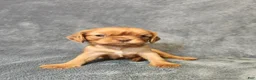 Cavalier King Charles Spaniel dogs for sale: Lil Jay-Jay - Ad 2