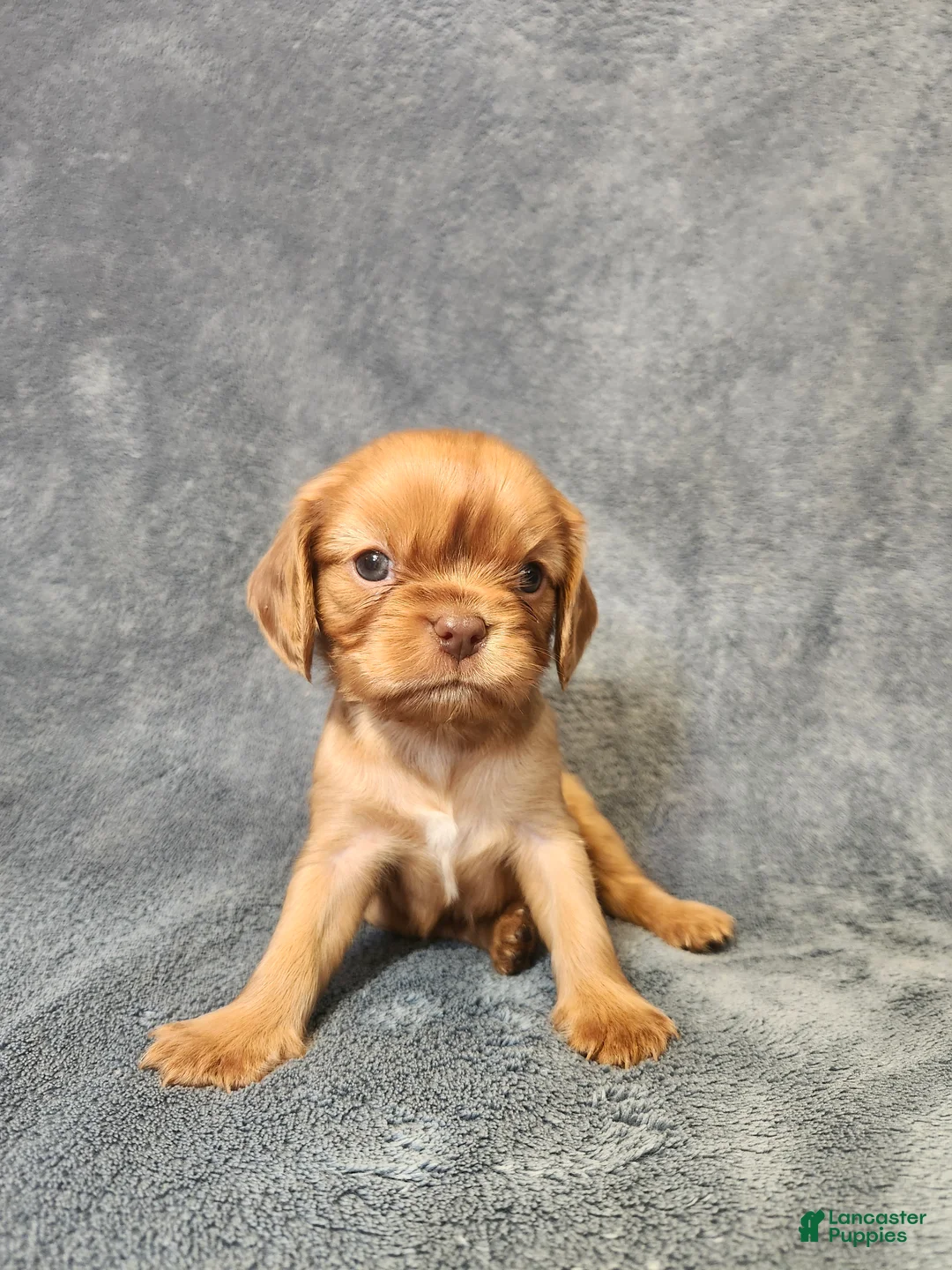 Cavalier King Charles Spaniel dogs for sale: Lil Jay-Jay - Ad 2