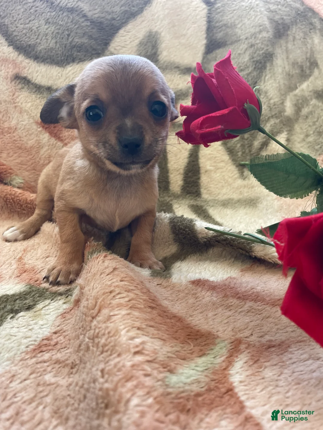 Chihuahua dogs for sale: Bean - Ad 4