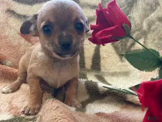 Chihuahua dogs Bean - Ad 35