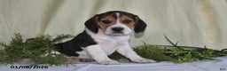 Beagle dogs for sale: Jefferson - Ad 5