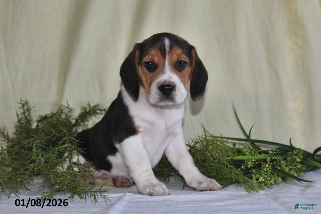 Beagle dogs for sale: Jefferson - Ad 5