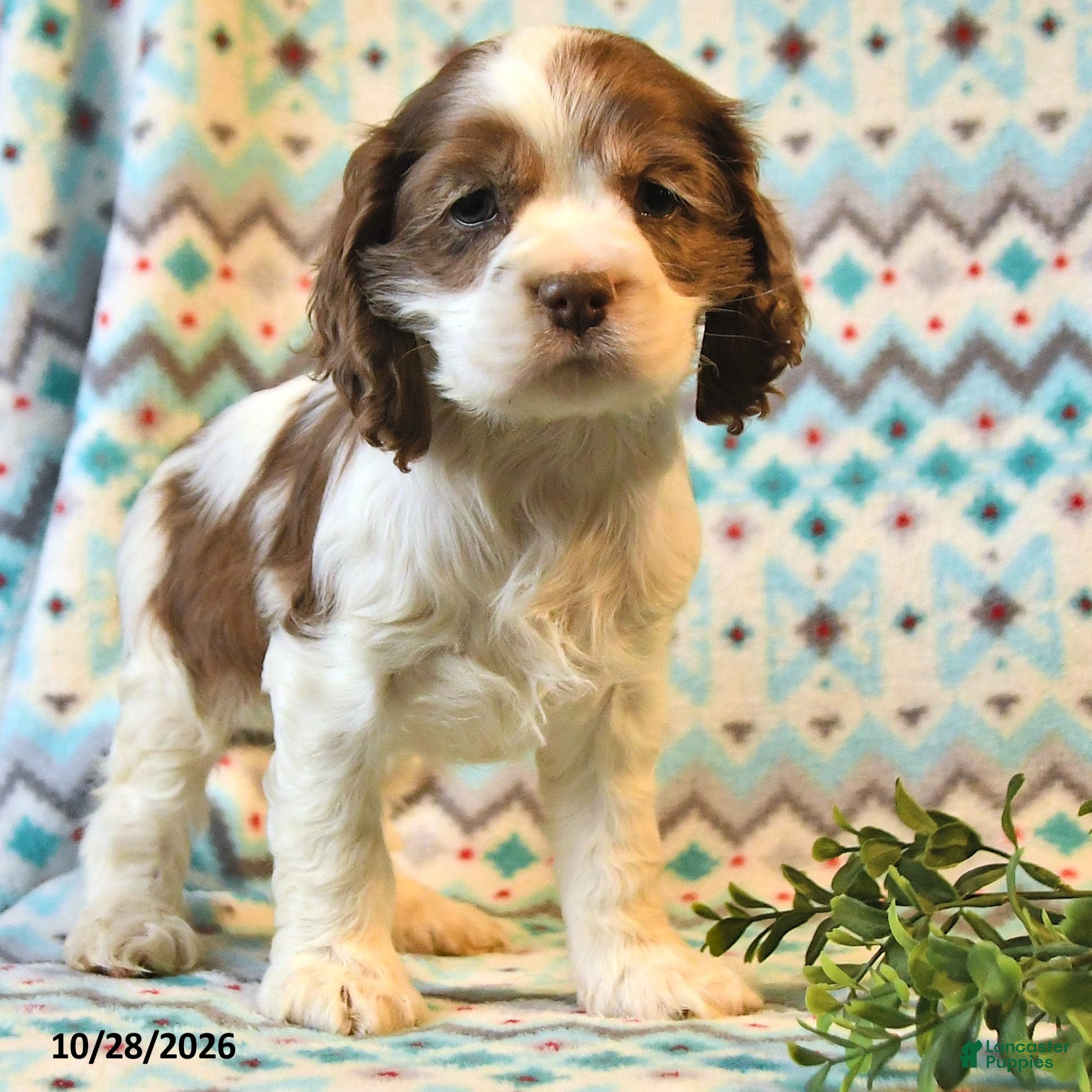 Cocker Spaniel dogs for sale: Tessa - Ad 2