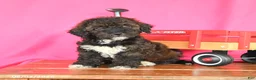 Miniature Poodle dogs for sale: Kiwi - Ad 4