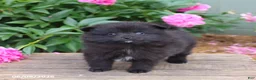 Pomeranian dogs for sale: Kubbie - Ad 4