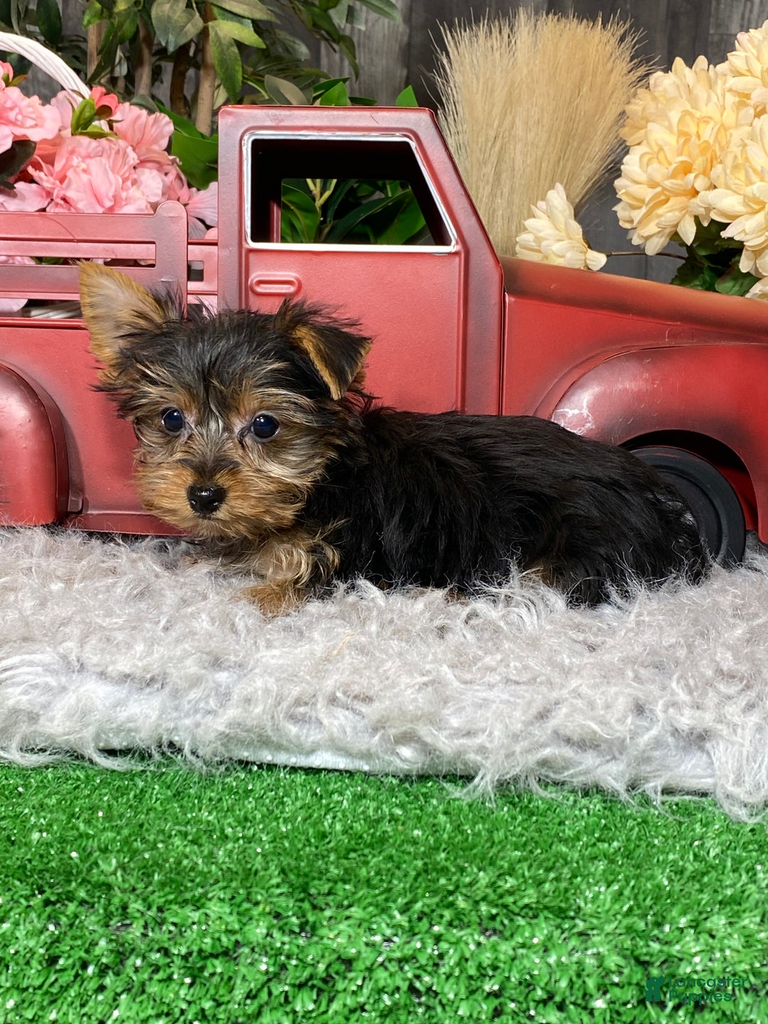 Yorkshire Terrier dogs for sale: Yeti  - Ad 2
