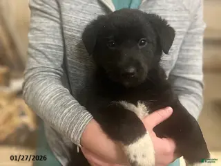 Mixed Breed dogs Quincy - Ad 34