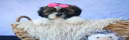 Shih Tzu dogs for sale: RUBY - Ad 4