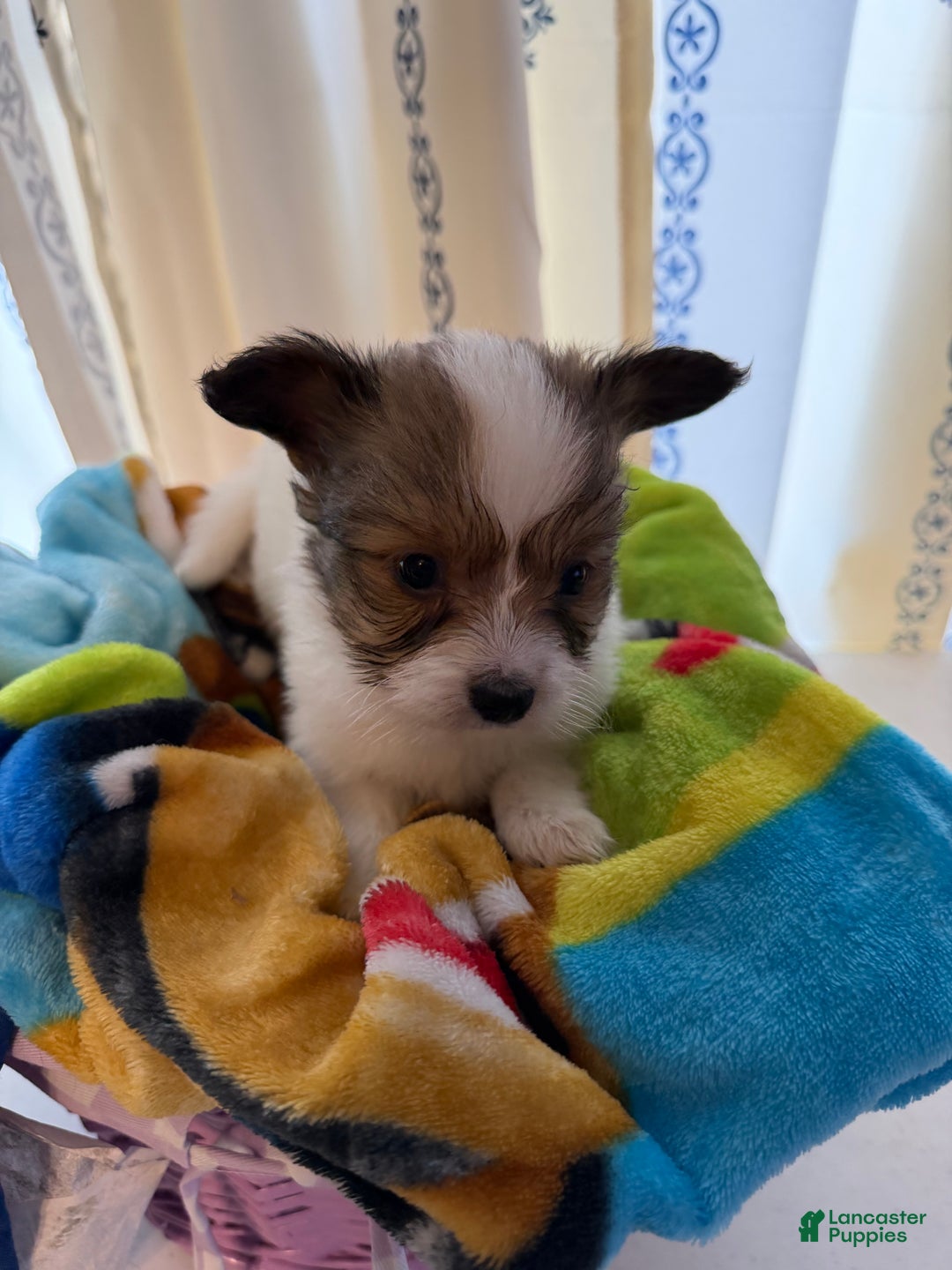 Papillon dogs for sale: Papillon Puppy 1 - Ad 3