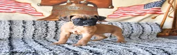Boxer dogs for sale: Blessing - Ad 4