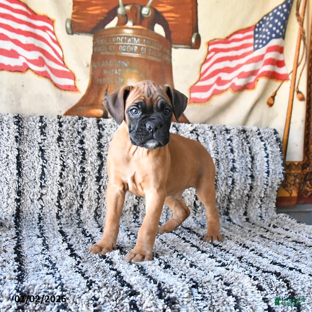 Boxer dogs for sale: Blessing - Ad 4