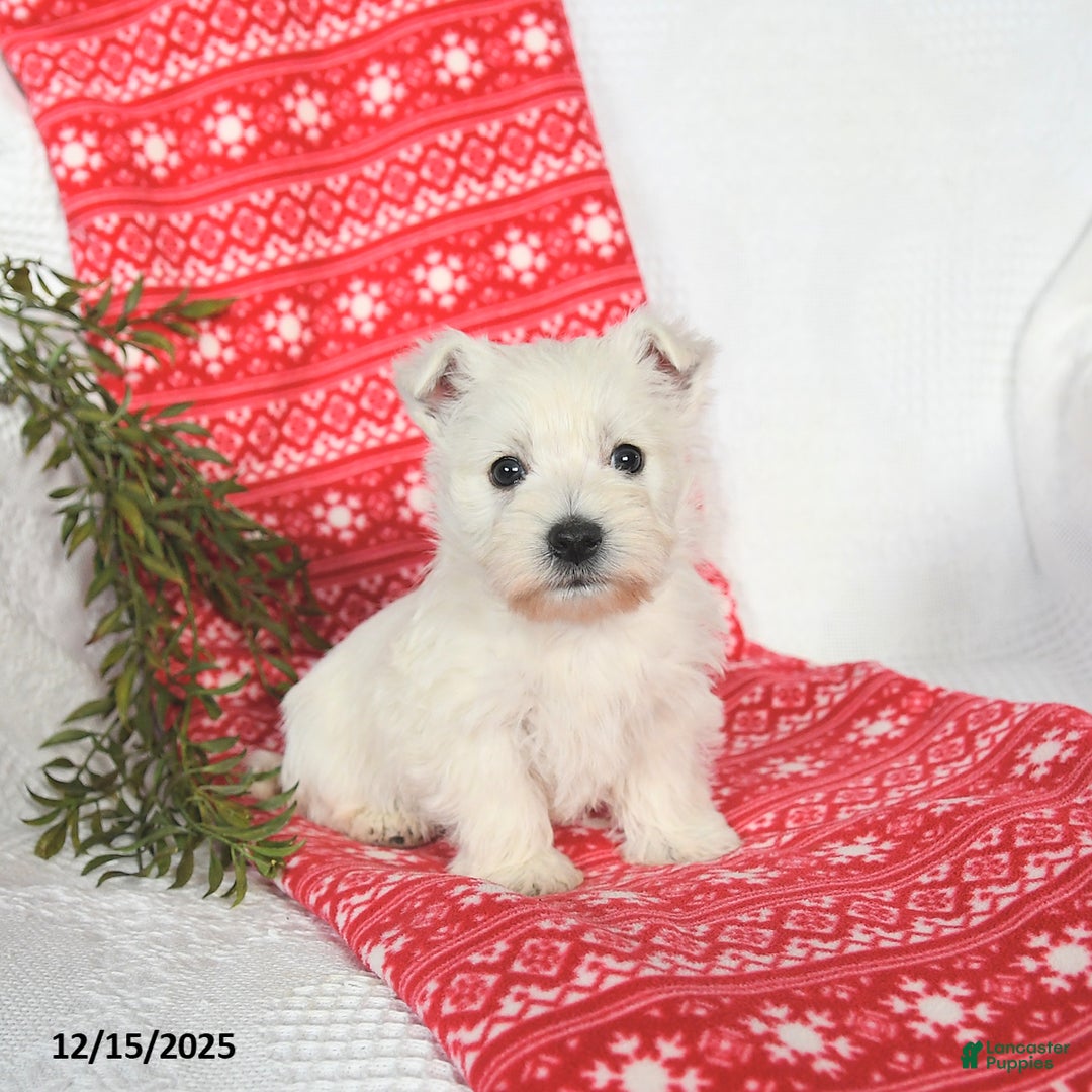 West Highland Terrier dogs for sale: Sunny   - Ad 1