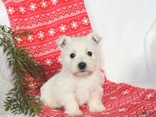 West Highland Terrier dogs Sunny - Ad 10