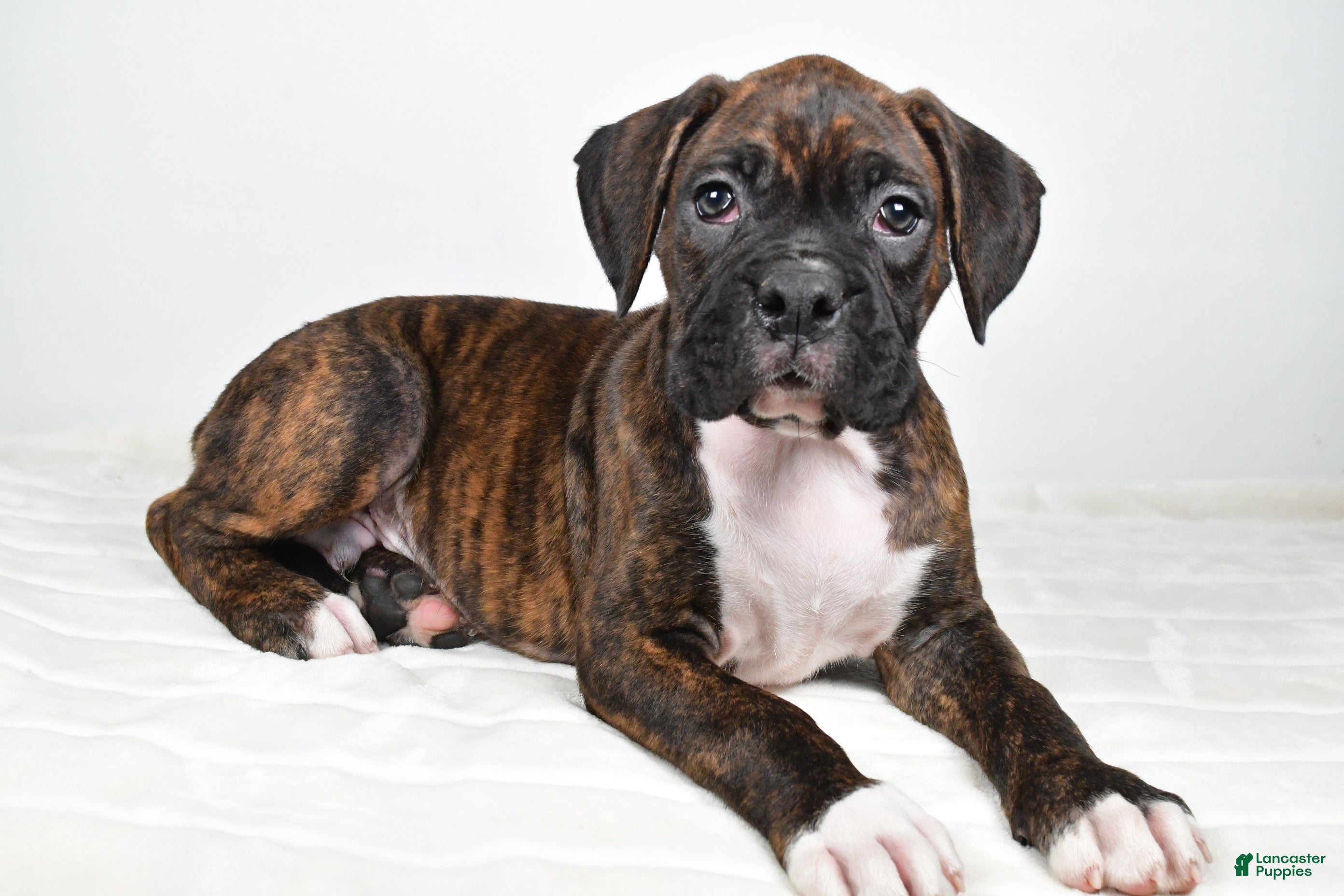 Boxer dogs Diesel - Ad 1