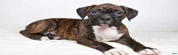 Boxer dogs for sale: Diesel - Ad 1