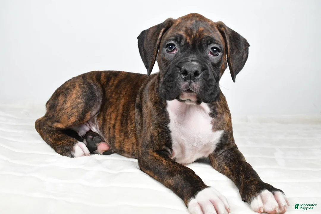 Boxer dogs for sale: Diesel - Ad 1