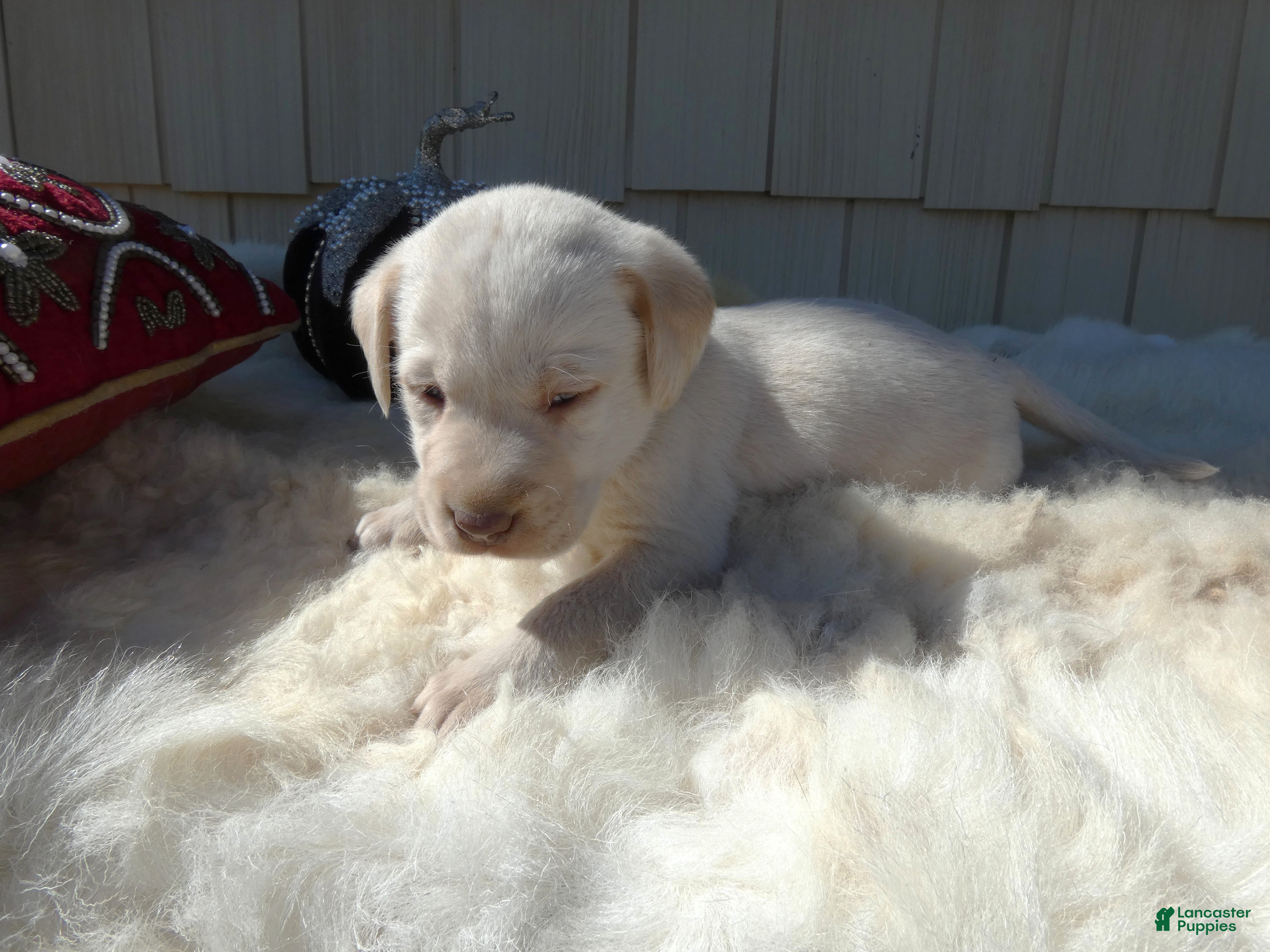 Labrador Retriever dogs for sale: Labrador Retriever 3 Celine - Ad 4