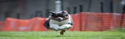 Australian Shepherd dogs for sale: Jumper  - Ad 3