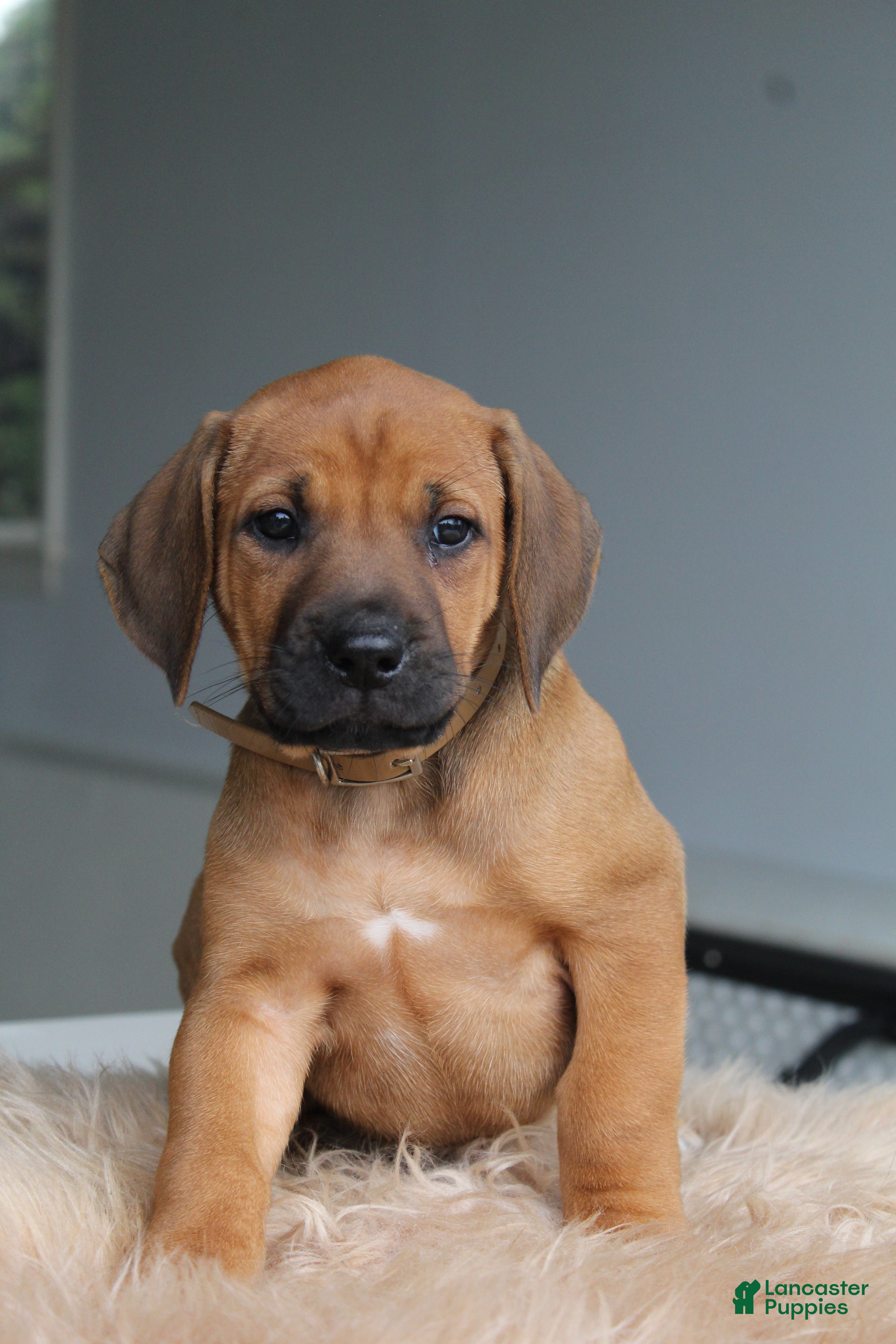 Rhodesian Ridgeback dogs Max - Ad 1