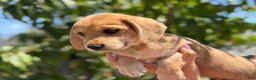 Mixed Breed dogs for sale: Izsak - Ad 3