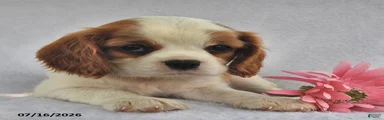Bobo 