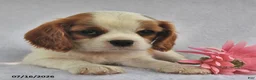Cavalier King Charles Spaniel dogs for sale: Bobo  - Ad 1