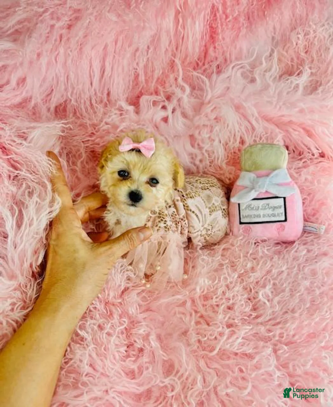 Toy Poodle dogs for sale: Toy Poodle Puppy 1 - Ad 2