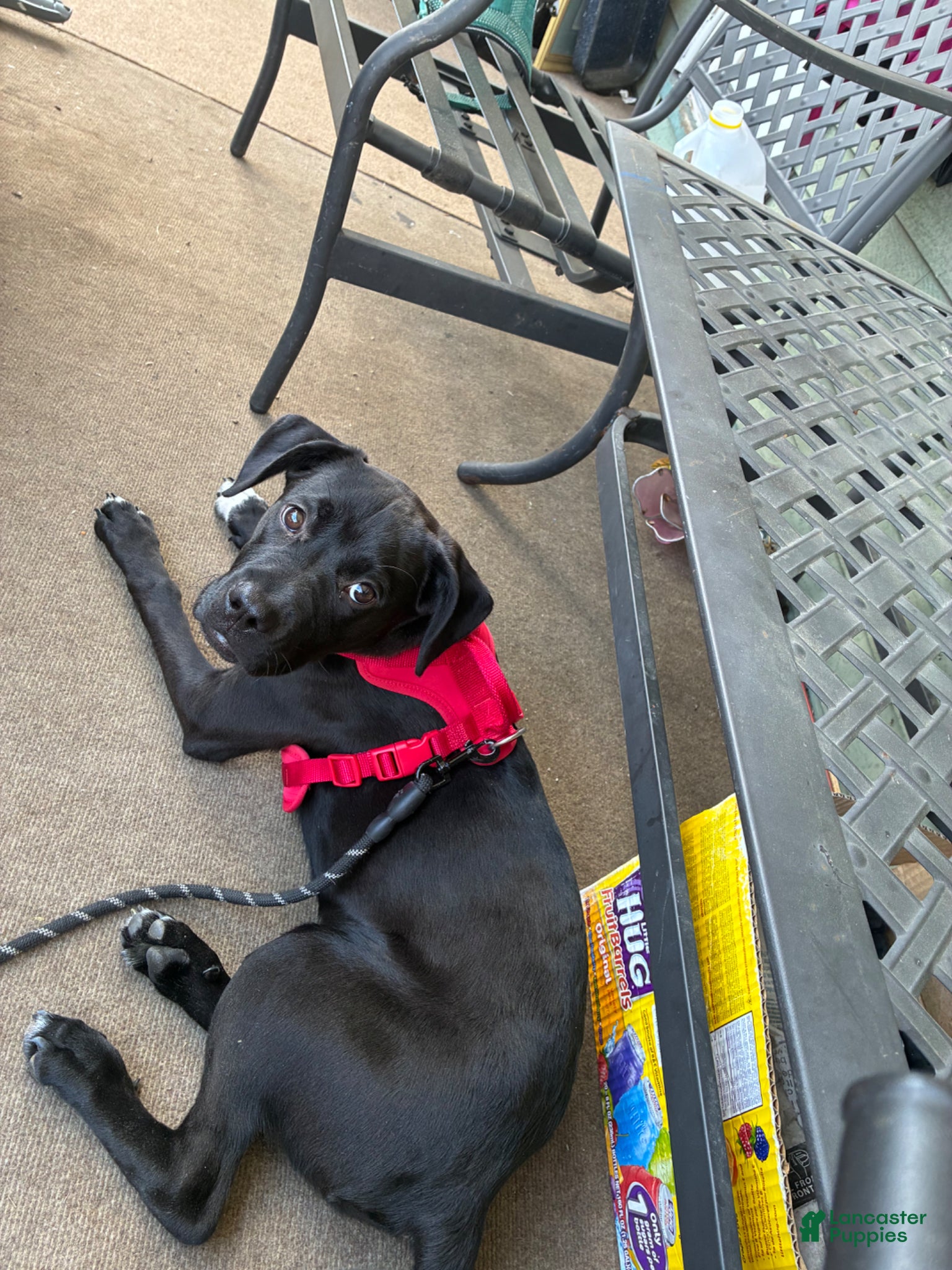 Mixed Breed dogs for sale: Kanesley - Ad 6