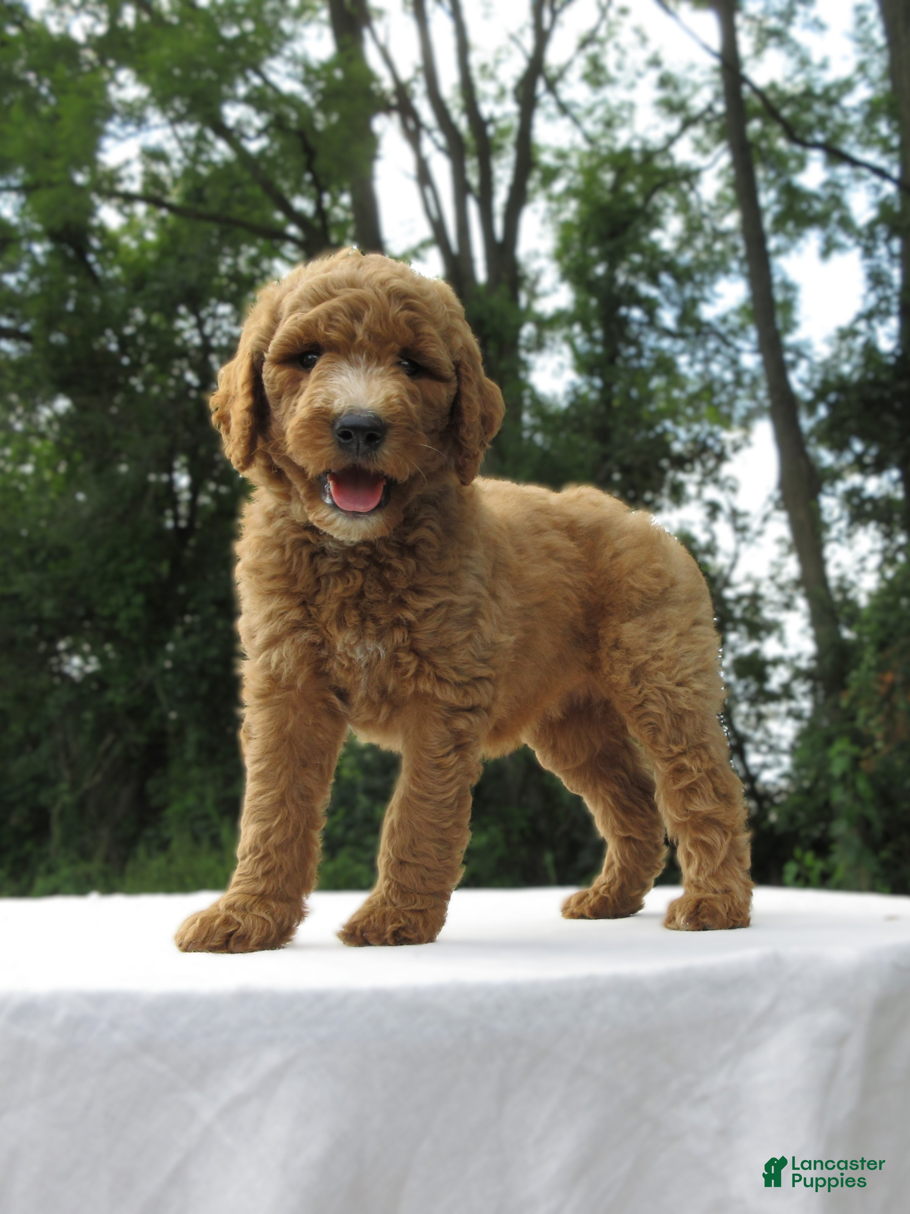 Goldendoodle dogs Ruby - Ad 1