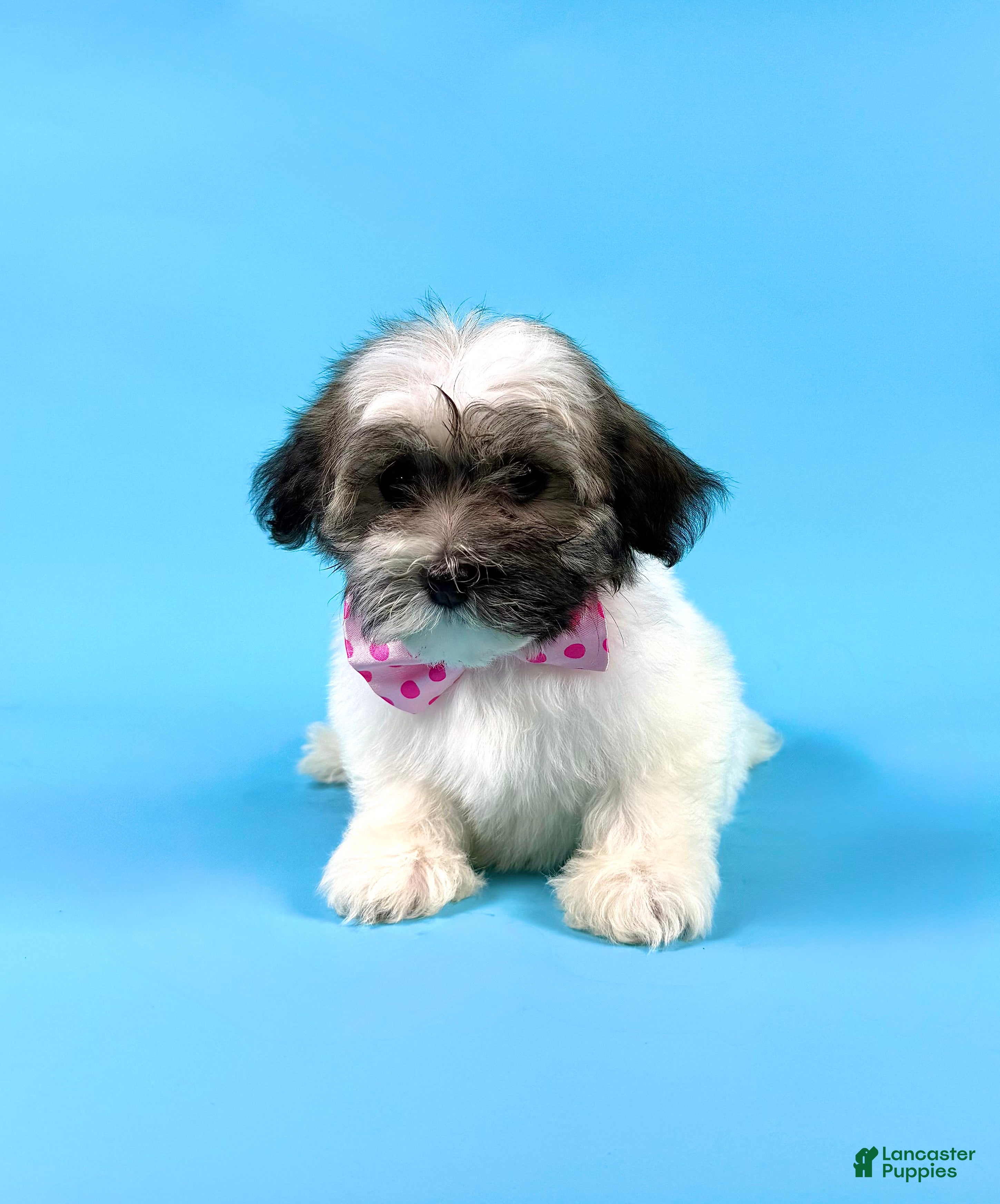 Havanese dogs EVIE - Ad 2