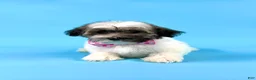 Havanese dogs for sale: EVIE - Ad 2