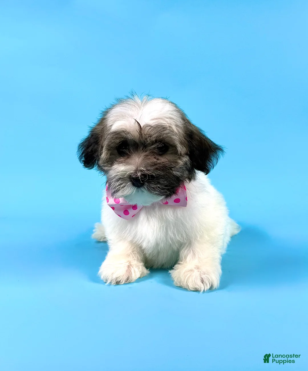 Havanese dogs for sale: EVIE - Ad 2