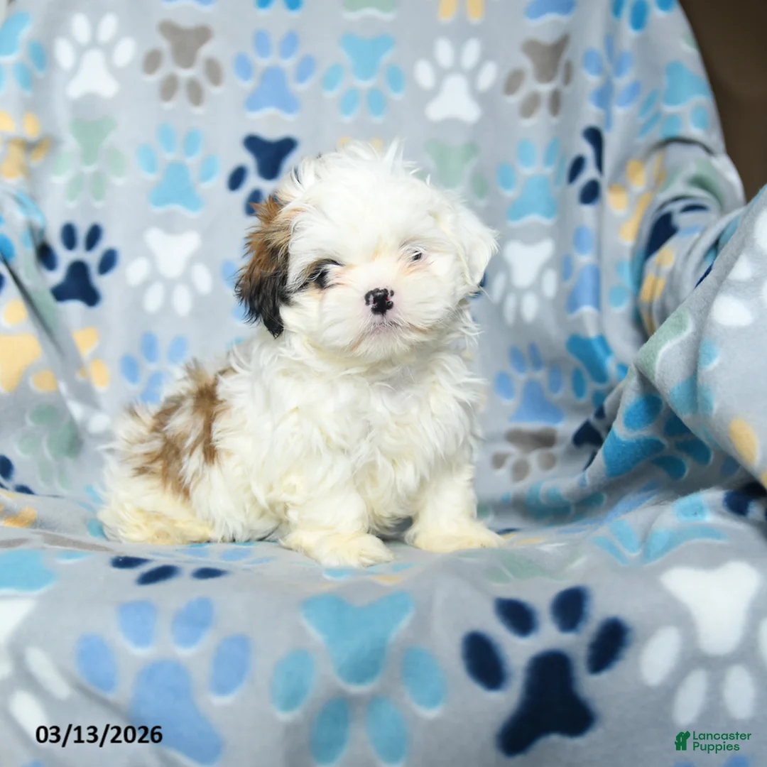 Shih Tzu dogs for sale: Winny - Ad 1