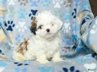 Shih Tzu dogs for sale: Winny - Ad 2