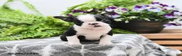 Boston Terrier dogs for sale: Winston - Ad 4