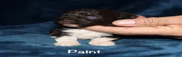 Toy Poodle dogs for sale: Paint - Ad 1