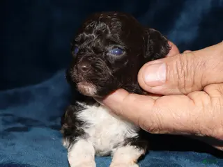 Toy Poodle dogs Paint reserved - Ad 14