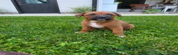 Mixed Breed dogs for sale: Mixed Breed Puppy 8 - Ad 7