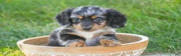 Miniature Dachshund dogs for sale: Belle Miniature Dachshund  - Ad 4