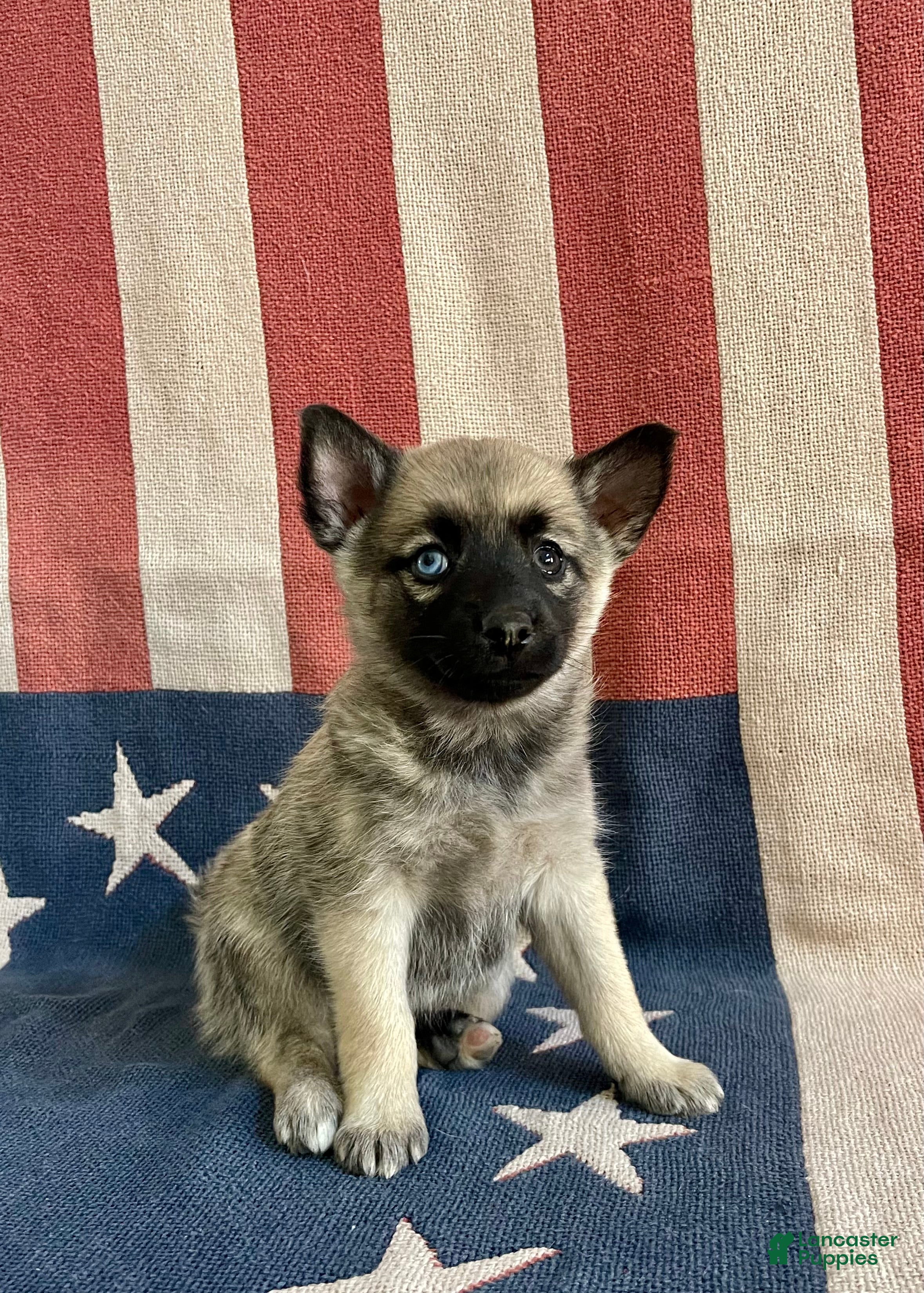 Pomsky dogs Coco - Ad 1