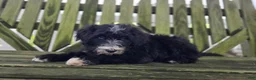 Mini Sheepadoodle dogs for sale: Smiley - Ad 5