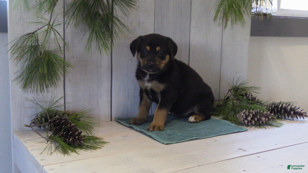 German Shepherd dogs for sale: Jax - Ad 12