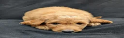Goldendoodle dogs for sale: Rusty - Ad 6