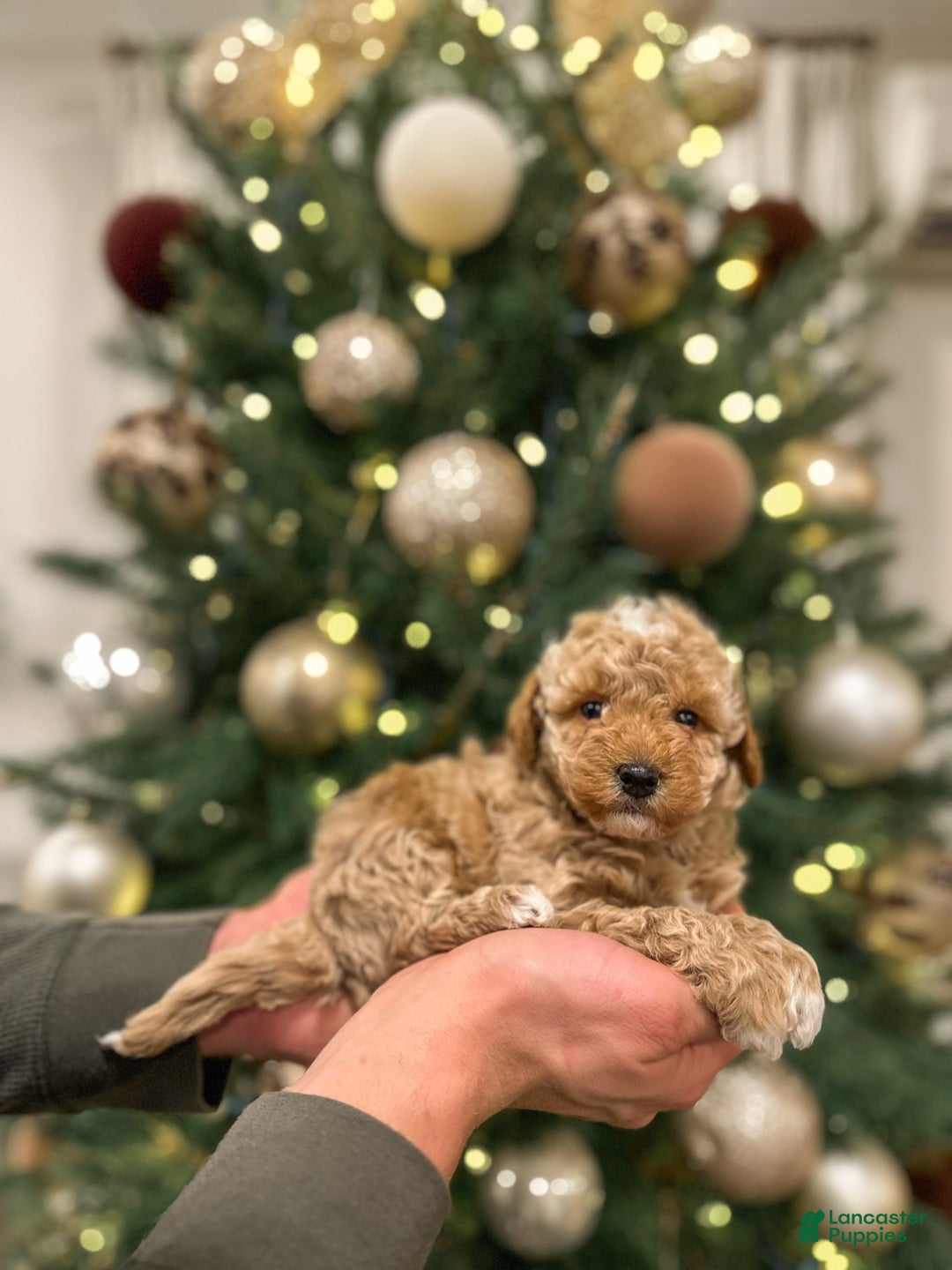 Mini Goldendoodle dogs for sale: River - Ad 5