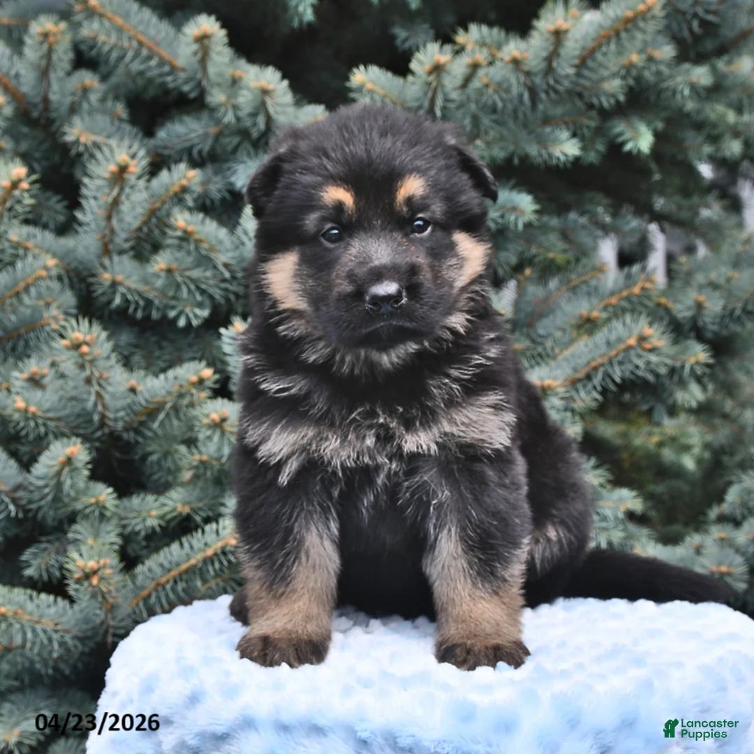 German Shepherd dogs for sale: Max - Ad 1